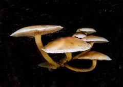 Mushrooms 21-4498b